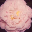 Thelma Dale Blush